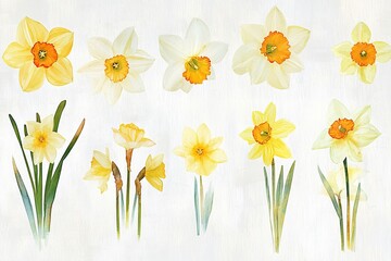 Watercolor daffodil flowers collection; various views, sizes, and arrangements.