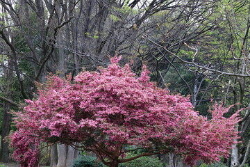 春一番に咲く花