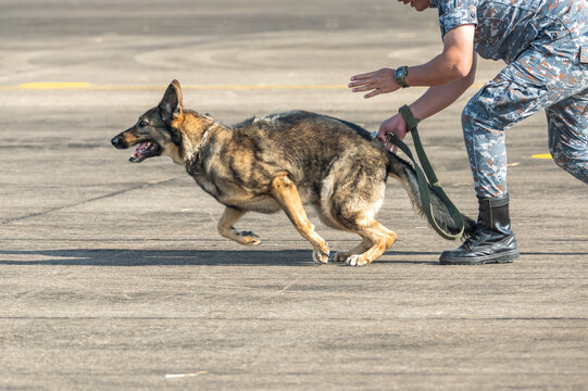 Smart police dog demonstrations to attack the enemy.K9 military dog unit.K-9 training service dogs for police.Soldier with his german shepherd dog.Animal danger.