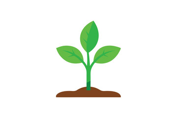 a green tobacco seedling