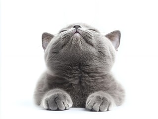 A serene gray cat looking upwards, paws softly placed, showcasing calmness and contentment.