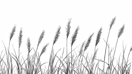 Reeds, etchings, thick line outlines, minimalism, letterpress printing, flat illustration, vintage, black and white, artistic, rich texture details, transparent background