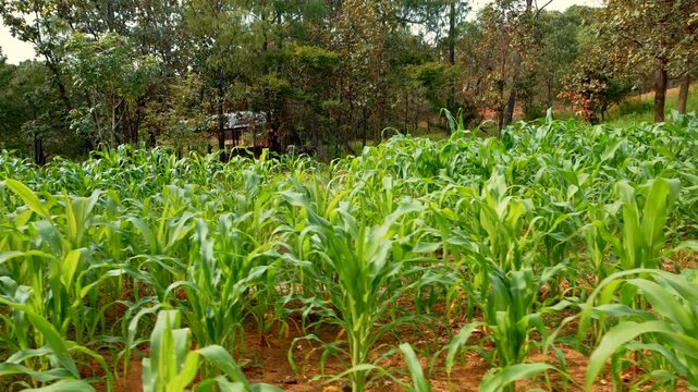 sembradio de maiz sembrando elotes en un campo para la agricultura en un rancho dentro de un pueblo hierba fresca paisaje rural