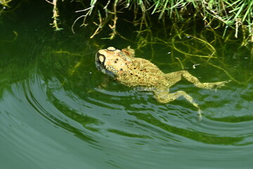 photo of a frog in a pond in the morning before noon
