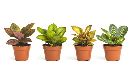 Fototapeta premium A collection of four potted plants in brown pots, showcasing diverse foliage.