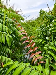 Kelakai plants (Stenochlaena Palustris) grow wild and abundantly in the tropical nature of Kalimantan © RMX IMG