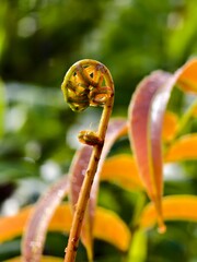 young kelakai plants that are still coiled © RMX IMG