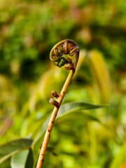 young kelakai plants that are still coiled © RMX IMG