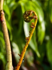 young kelakai plants that are still coiled © RMX IMG