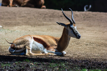 A brown and white animal with horns is laying down in the dirt