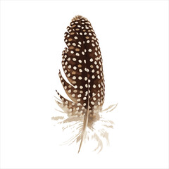 High-Quality Brown Feather Vector Art for Download on Freepik, Adobe Stock, and Vecteezy