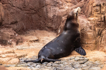 A seal is laying on the ground in front of a rock wall