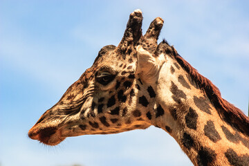 A giraffe with a long neck and spotted fur