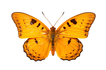 Fototapeta premium A beautiful butterfly isolated on white background. Butterfly.