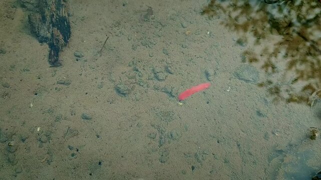 red ribbon worm in the water.