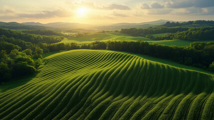 Fototapeta premium A rolling green hillside at sunset