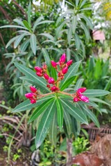 Oleander flowers that have not yet bloomed have a beautiful pink color.