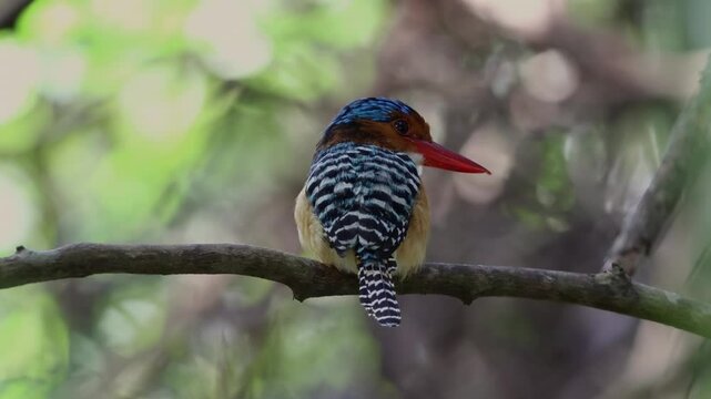 Nature wildlife image of Male Banded kingfisher (Lacedo pulchella) perching on tree branch-Vertical Footage