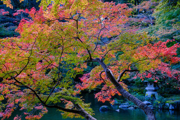 日本庭園の風景、秋、紅葉のもみじ