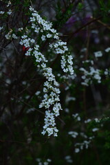 枝が曲線を描く