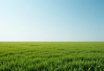 Expansive field of vibrant green wheat under a clear blue sky.
