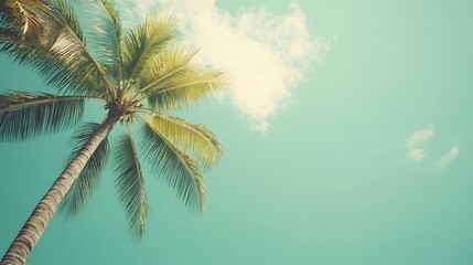 Palm Tree Reaching Skyward Against A Blue Sky