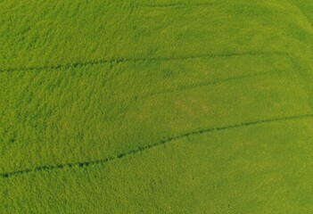 High-Angle View of a Lush Green Field with Distinct Rows