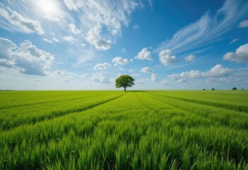 Obraz premium Tranquil Countryside Field Under a Beautiful Sky