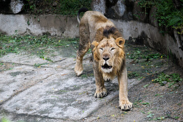 Male Lion Walking in Zoo Habitat with Closed Eyes. Close-Up of a Lion&rsquo;s Intense Facial Expression