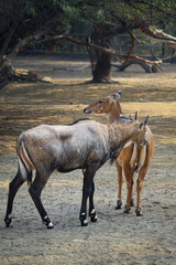 Close Interaction Between Nilgai Antelopes in the Wild. Social Bonding Among Nilgai in a Forest Landscape