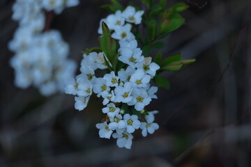 枝が曲線を描く