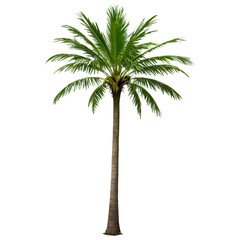 Collection of Palm Trees, 3D rendering of coconut palm trees