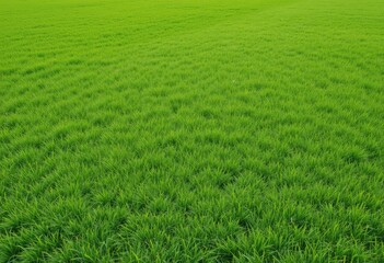 High-angle view of vibrant green grass field