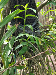 Orchid plant on the wall with roots hanging down.