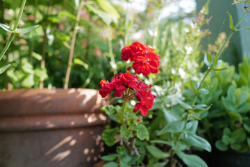 Close up blooming pink flower plant pot in green backyard garden