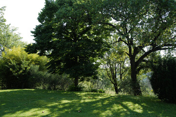 Natural landscape of big green tree in grassy garden park