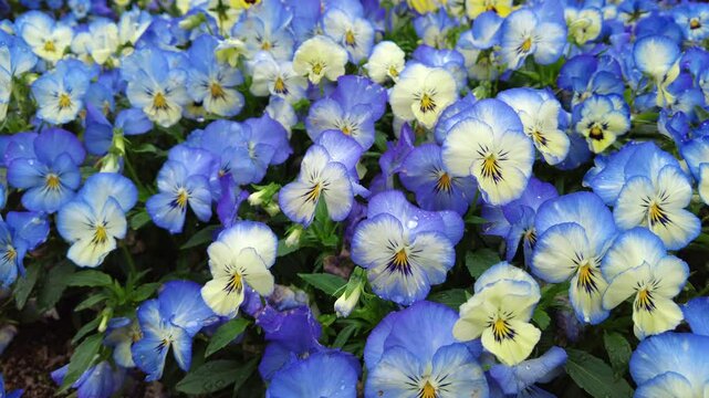 Pan, closeup shot of pansy / viola flower garden. 4K