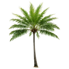 Collection of Palm Trees, Palm tree isolated on white background, 3D rendering of coconut palm trees