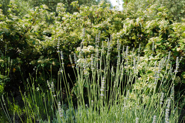 Blooming Lavender plant in green garden park, small blue-violet flowers on spikes with blue-green needle-like foliage