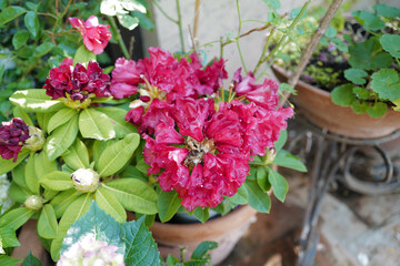 Close up blooming pink flower plant pot in green backyard garden