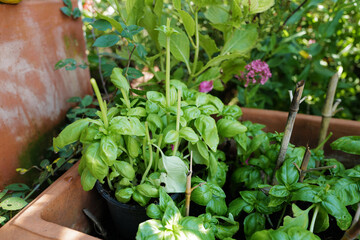 Close up Italian basil plant also known as Large leaf sweet basil, native to Europe where it has been cultivated for centuries as a fresh and dried culinary herb