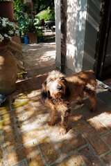 Brown dog standing on tiles floor