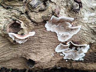 Mushrooms on dry wood, Shaped like half a plate. Wood fungus or ear fungus. Polyporus Trametes...