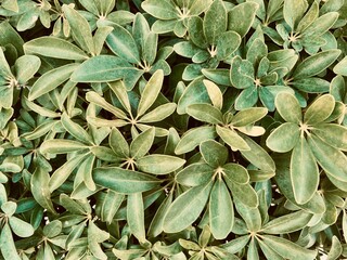 Fototapeta premium Natural green bay leaf background.