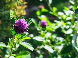 Small purple flowers in a beautiful and shady forest garden give a sense of peace and comfort.   