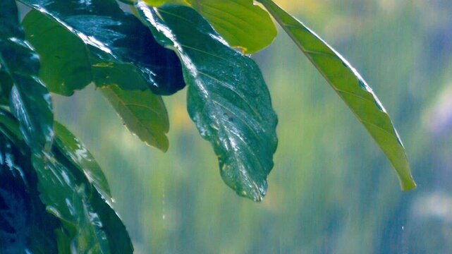 Gentle spray and soft spatter kiss the leaves with cooling chatter