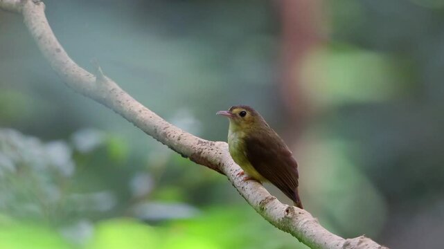 Nature wildlife bird of Hairy-backed Bulbul perched on tree.