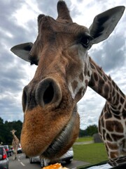 portrait of a giraffe