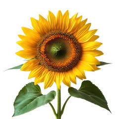 Obraz premium Vibrant Sunflower Close-Up on Black Background: A Botanical Masterpiece