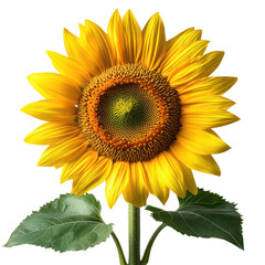 Obraz premium Vibrant Sunflower Close-Up: A Golden Summer Bloom
